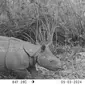 Penemuan satu anak Badak Jawa (Rhinoceros sondaicus) di Taman Nasional Ujung Kulon (TNUK) menjadi kabar gembira bagi taman nasional tersebut. (Liputan6.com/ Dok KLHK)