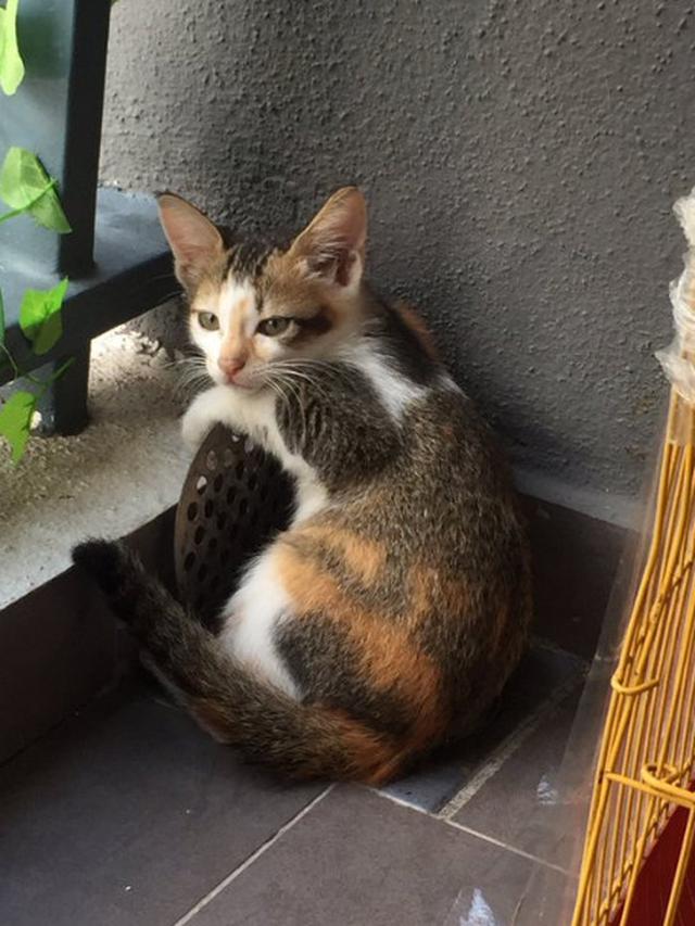 Viral Driver Ojol Bawa Kucing Sambil Bekerja, Netizen: Gemes Banget Sumpah