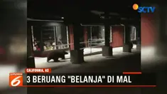 Tiga ekor beruang terlihat berkeliaran di bagian luar sebuah pusat perbelanjaan di Nothern, California, Amerika Serikat.