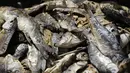 Gambar pada 29 April 2021 ini menunjukkan ikan mas mati mengapung ke waduk al-Qaraoun di Distrik Beqaa Barat, Lebanon. Berton-ton ikan mati terdampar di sebuah waduk yang sangat tercemar dalam beberapa hari terakhir. (JOSEPH EID / AFP)