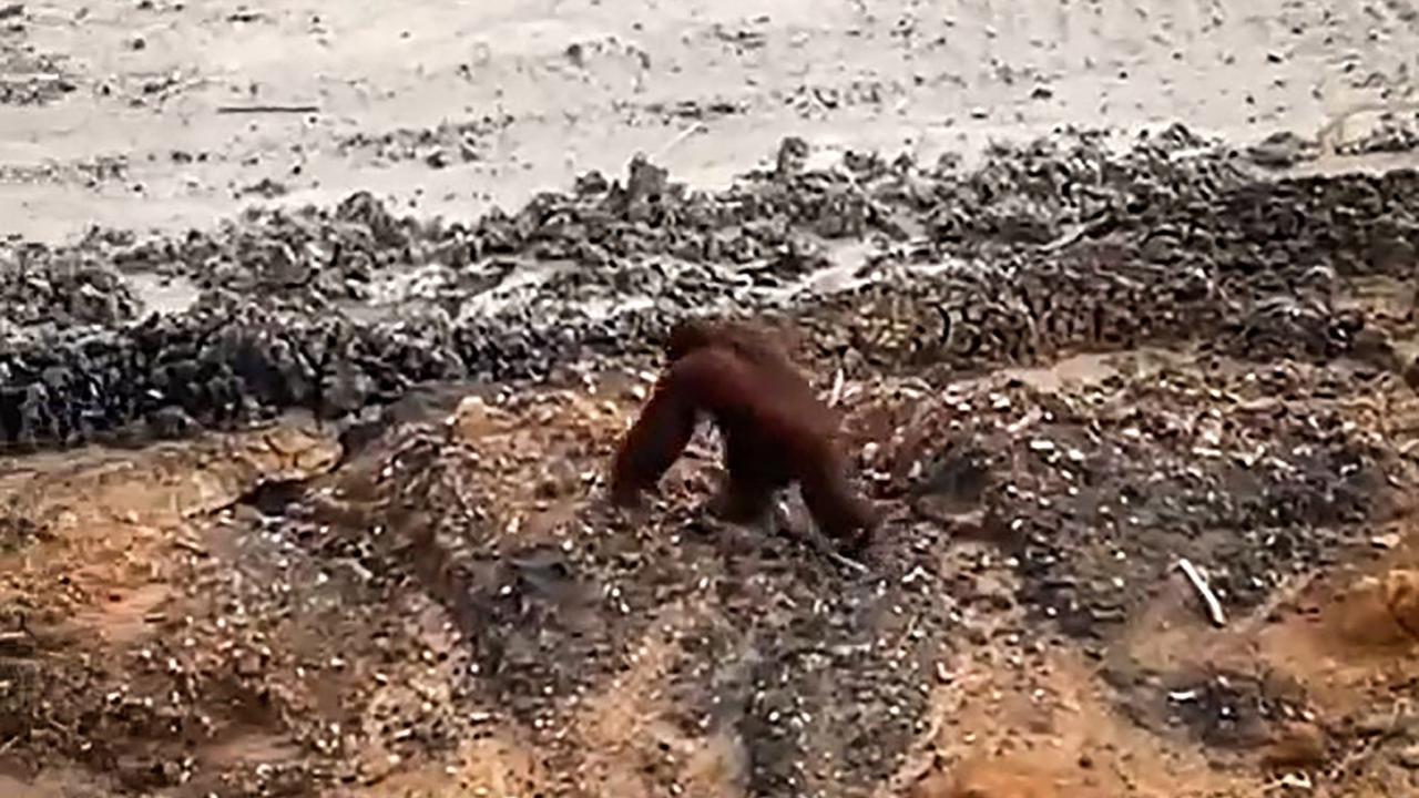 Orangutan ini kebingungan di tengah tambang batu bara Kalimantan