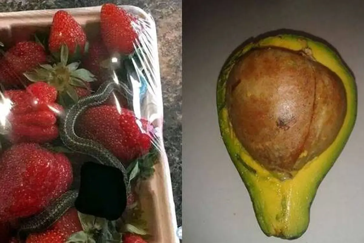 8 Potret Nyeleneh Waktu Beli Buah, Ada Ular di Kemasannya