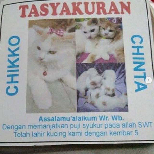 tasyakuran kucing