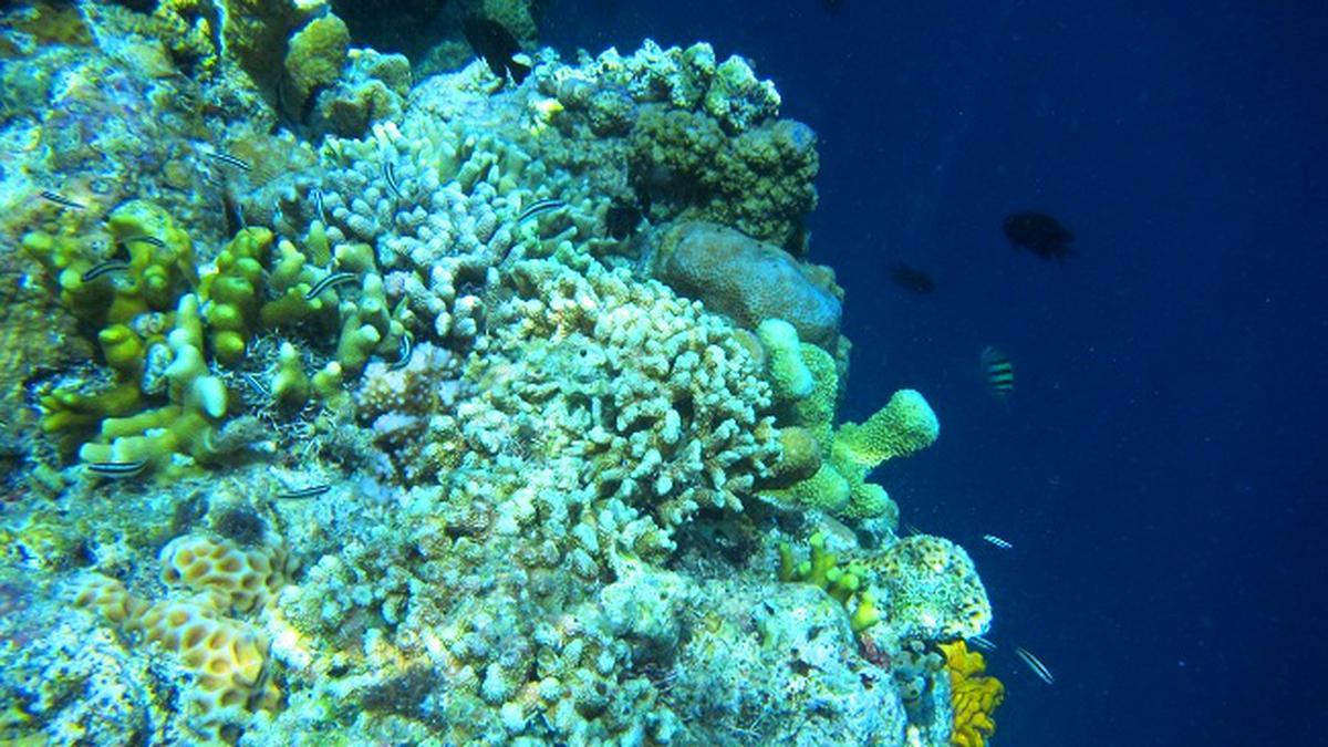 Menikmati Pesona Keindahan Pulau Siladen, Surga Bahari di Sulawesi Utara