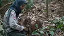 Staf bermain dengan salah satu orangutan yatim piatu di Sekolah Hutan yang baru dibuka di Kalimantan Timur, 22 Mei 2018. Para orangutan adalah korban dari industri perkebunan kelapa sawit, pembalakan hutan, dan pertambangan batubara. (HO/FOUR PAWS/AFP)