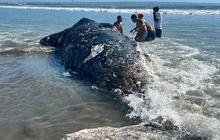 Bangkai Paus Sperma Seberat 1 Ton Terdampar di Pantai Legian Bali
