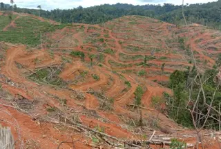 Kondisi hutan di Jambi. (Liputan6.com/Gresi Plasmanto)