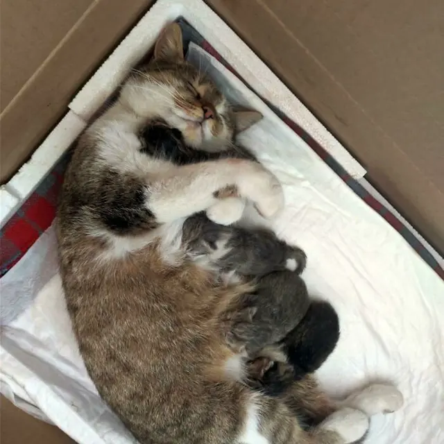 6 Potret Kucing Berpelukan Bak Manusia Ini Bikin Gemas, Saling Menyayangi
