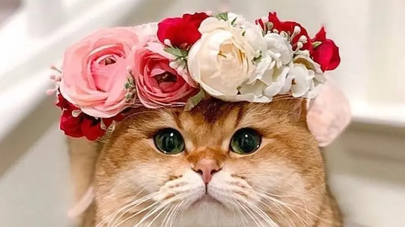 Bikin Tambah Imut, Berikut 10 Potret Hewan dengan Flower Crown