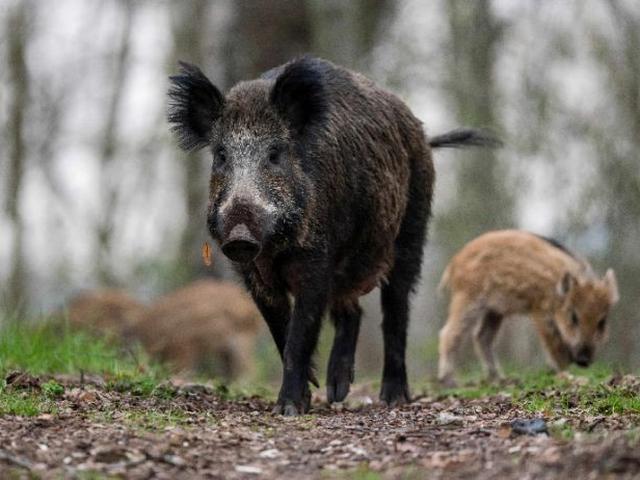Perang Lawan Babi Hutan Denmark Bangun Tembok Pembatas 70 Km Global Liputan6 Com