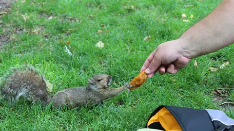 Ternyata gak cuma manusia yang kalau lapar jadi beringas. 