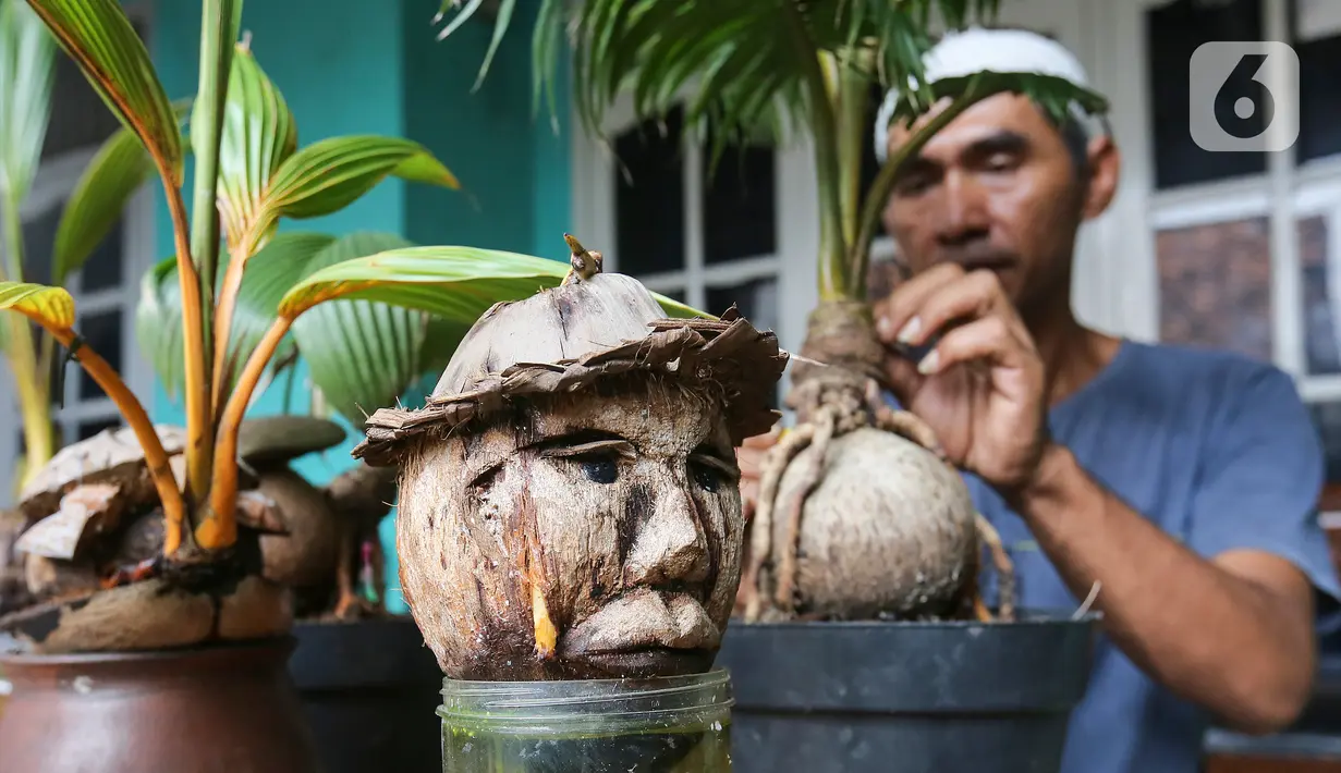 Bonsai batok kelapa yang dibentuk kepala manusia oleh pengrajin tanaman, Herman Ronda di Jalan Salak, Pamulang, Tangerang Selatan, Senin (13/10/2020). Perawatan bonsai batok kelapa sangatlah mudah, hanya disiram dengan air garam dan ditempatkan pada suhu yang lembab. (Liputan6.com/Fery Pradolo)
