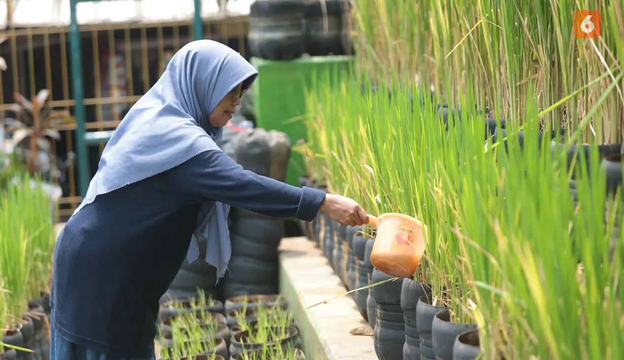 Jaenap dari Posyantek (Pos Pelayanan Teknologi Tepat Guna) Kreya Loka RPTRA Belimbing, Pasar Minggu, menyiram tanaman padi digalon Kamis (22/10/2026). Inovasi menanam padi dalam galon ini dilakukan sebagai upaya mendukung ketahanan pangan di lingkungan permukiman. Program yang digagas Jaenab  berhasil menghasilkan sekitar 70 kilogram gabah dari 350 galon pada panen perdana Maret 2026. (KLY/Budy Santoso)