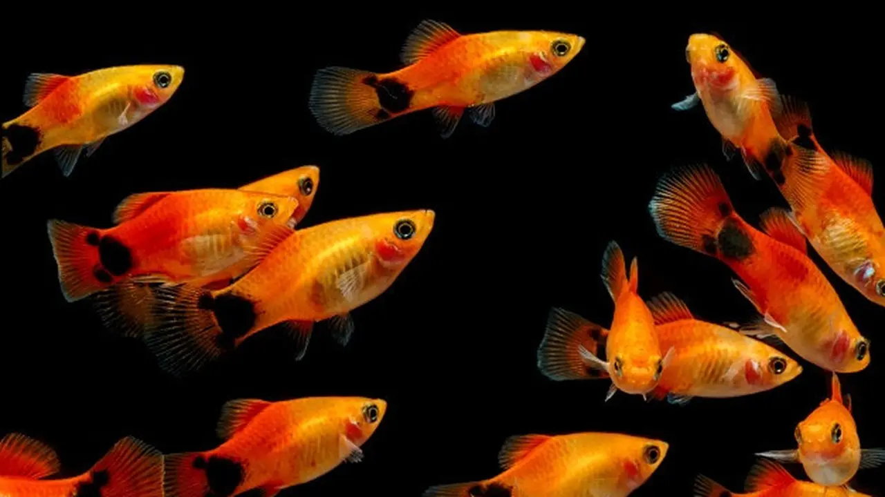Ikan molly