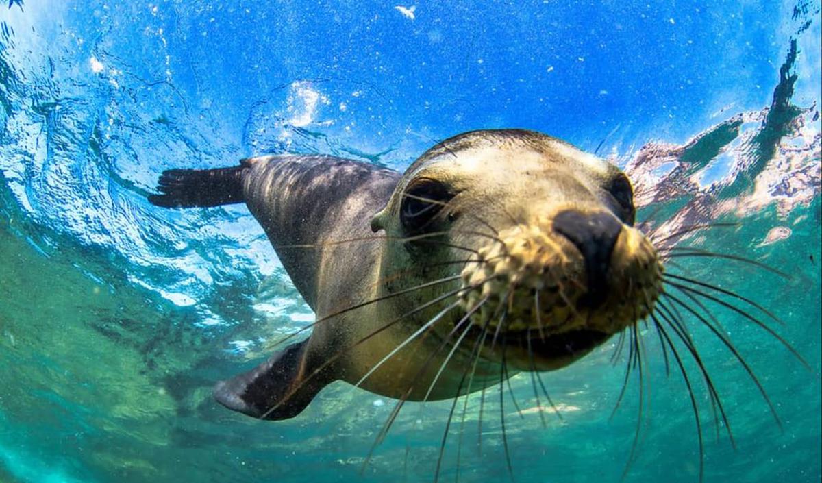 3. Anjing Laut Bulu Galápagos