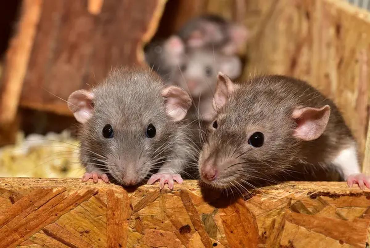 Ilustrasi Tikus (Sipa/Pixabay).