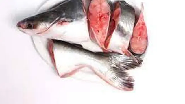 Trik Mudah Menghilangkan Bau Amis pada Ikan Patin, Wajib Dicoba di Rumah