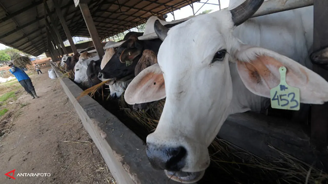 borong-sapi130801b.jpg