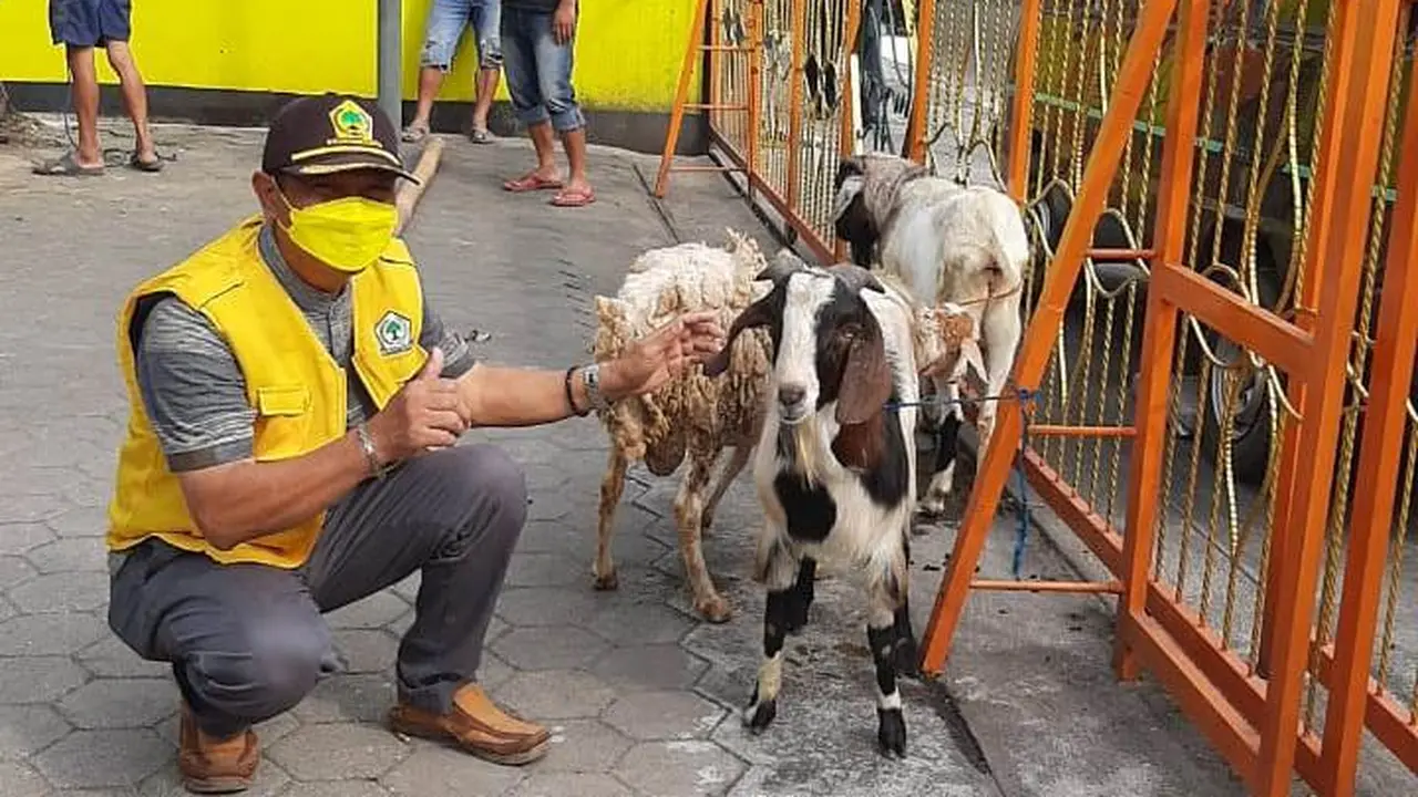 qurban