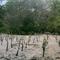 Dalam upaya melestarikan lingkungan, Akulaku Group menanamkan sebanyak 1.001 bibit mangrove di Teluk Benoa, Kabupaten Badung, Bali dalam kampanye yang bertajuk #AkuHijaukanIndonesia. (Ist)