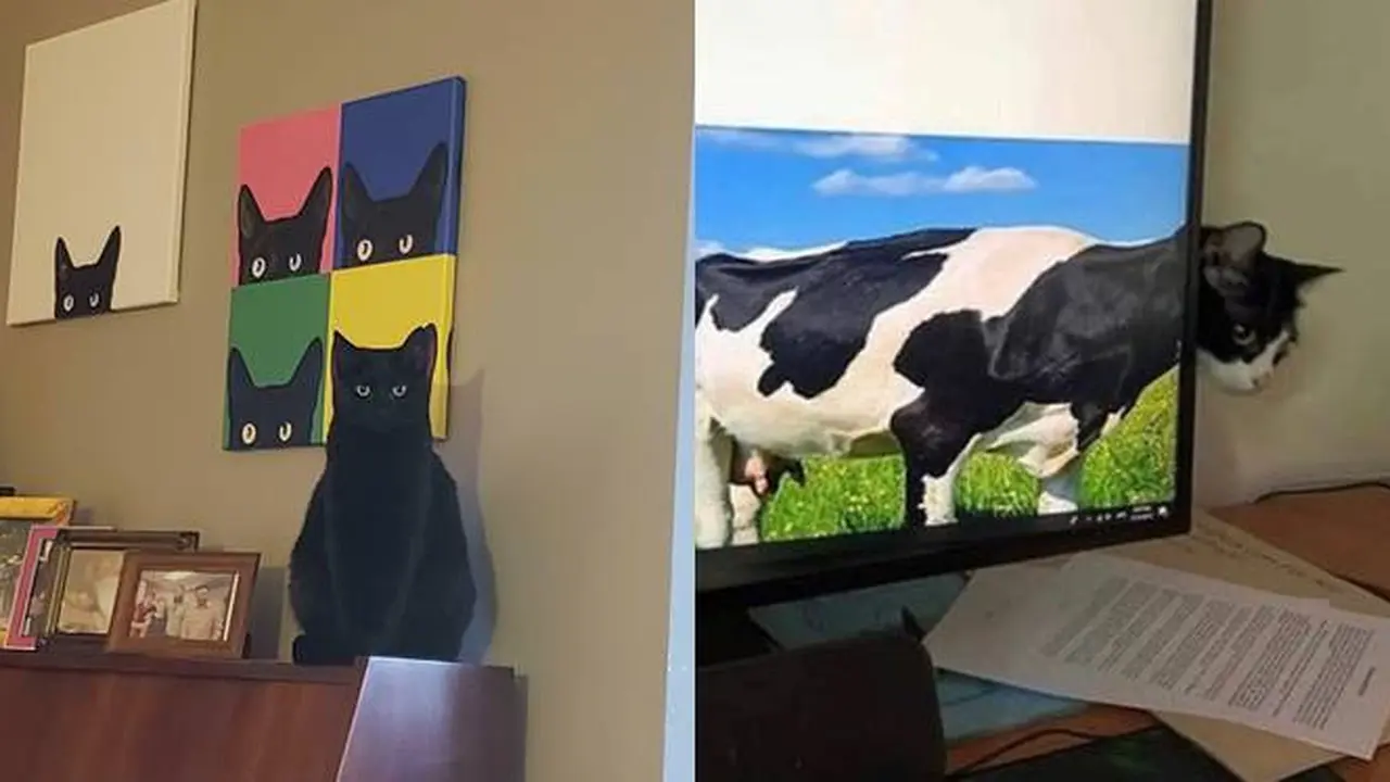 7 Momen Tepat Saat Mengambil Foto Kucing Ini Hasilnya Kocak