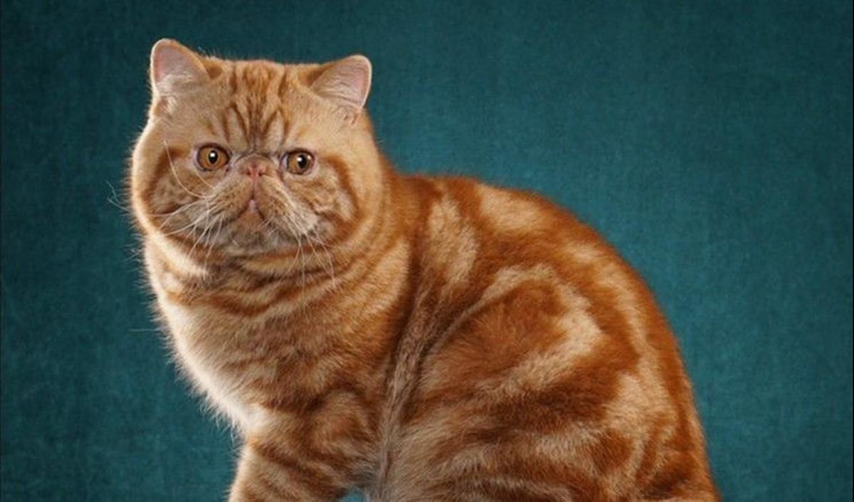 Nama Kucing Jantan<br>