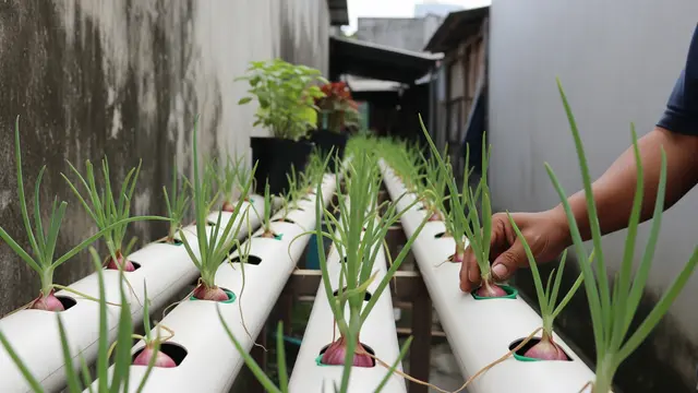 Tanaman Sayur Hemat Air yang Tetap Bisa Panen Maksimal
