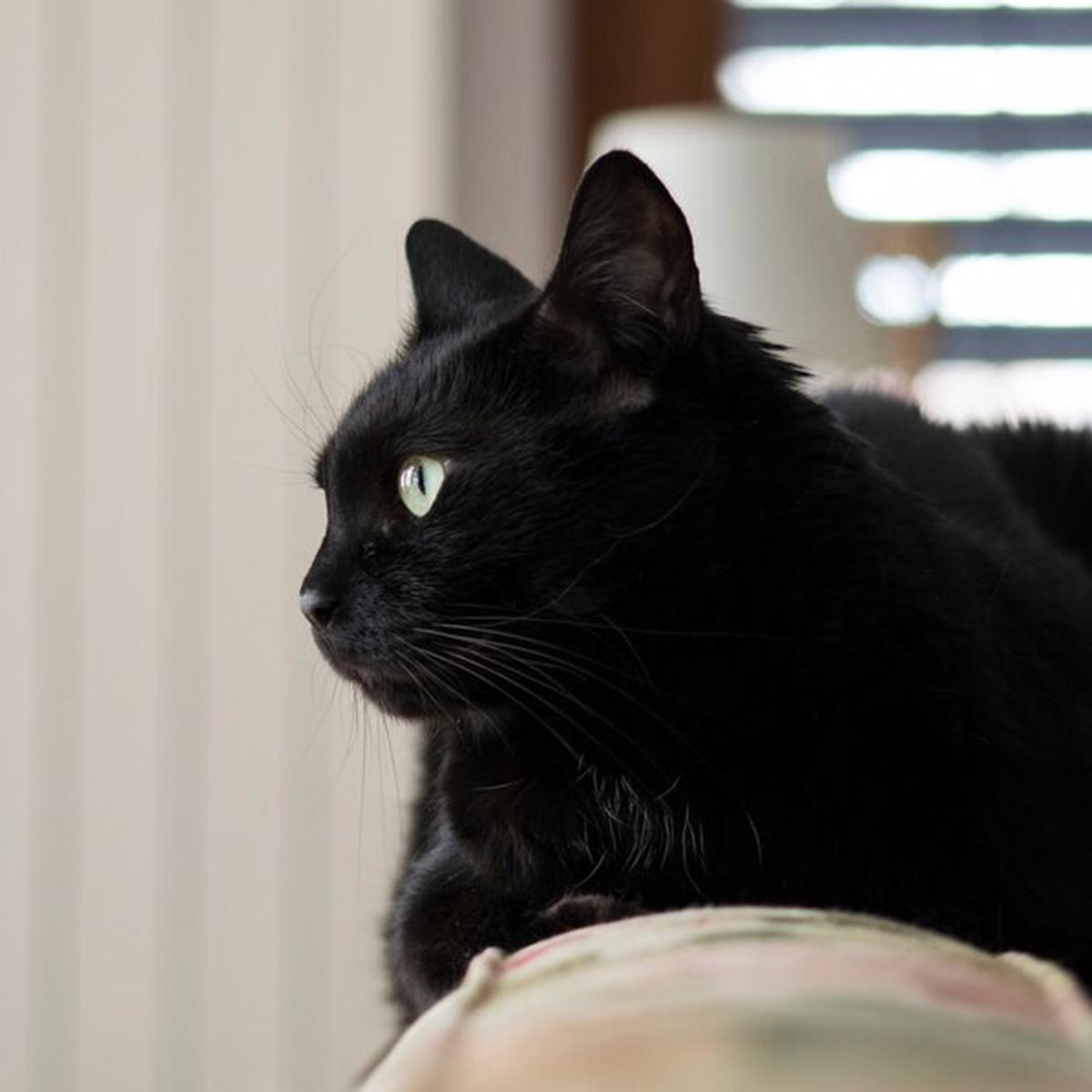 Mitos Kucing Hitam