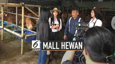 Salah satu tempat penjualan hewan kurban di depok sedang ramai dibicarakan. Tempat tersebut milik Haji Doni di kawasan Cimanggis, Depok, Jawa Barat.