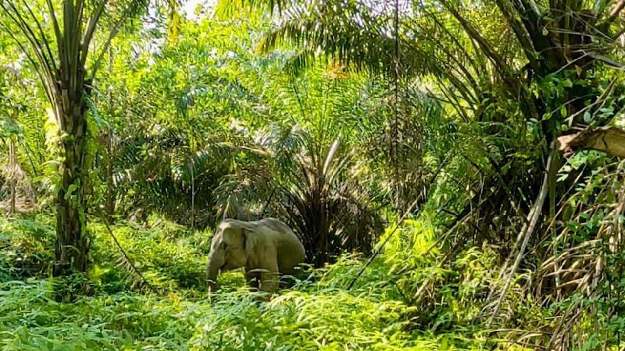 Fakta Unik: PalmCo Kelola 14.000 Hektare Kawasan Konservasi, Tegaskan Industri Sawit Selaras Alam