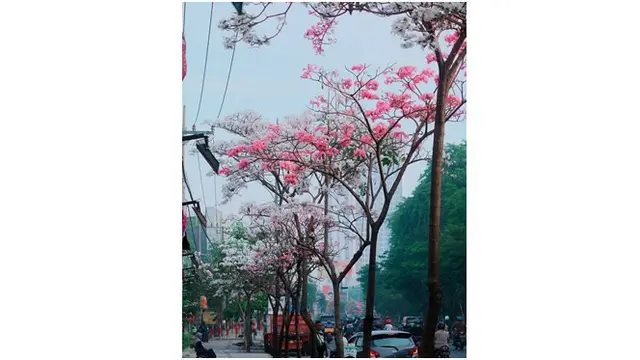 5. Bunga Tabebuya yang bermekaran di Surabaya ini memiliki aneka warna, yakni merah muda, putih dan kuning.