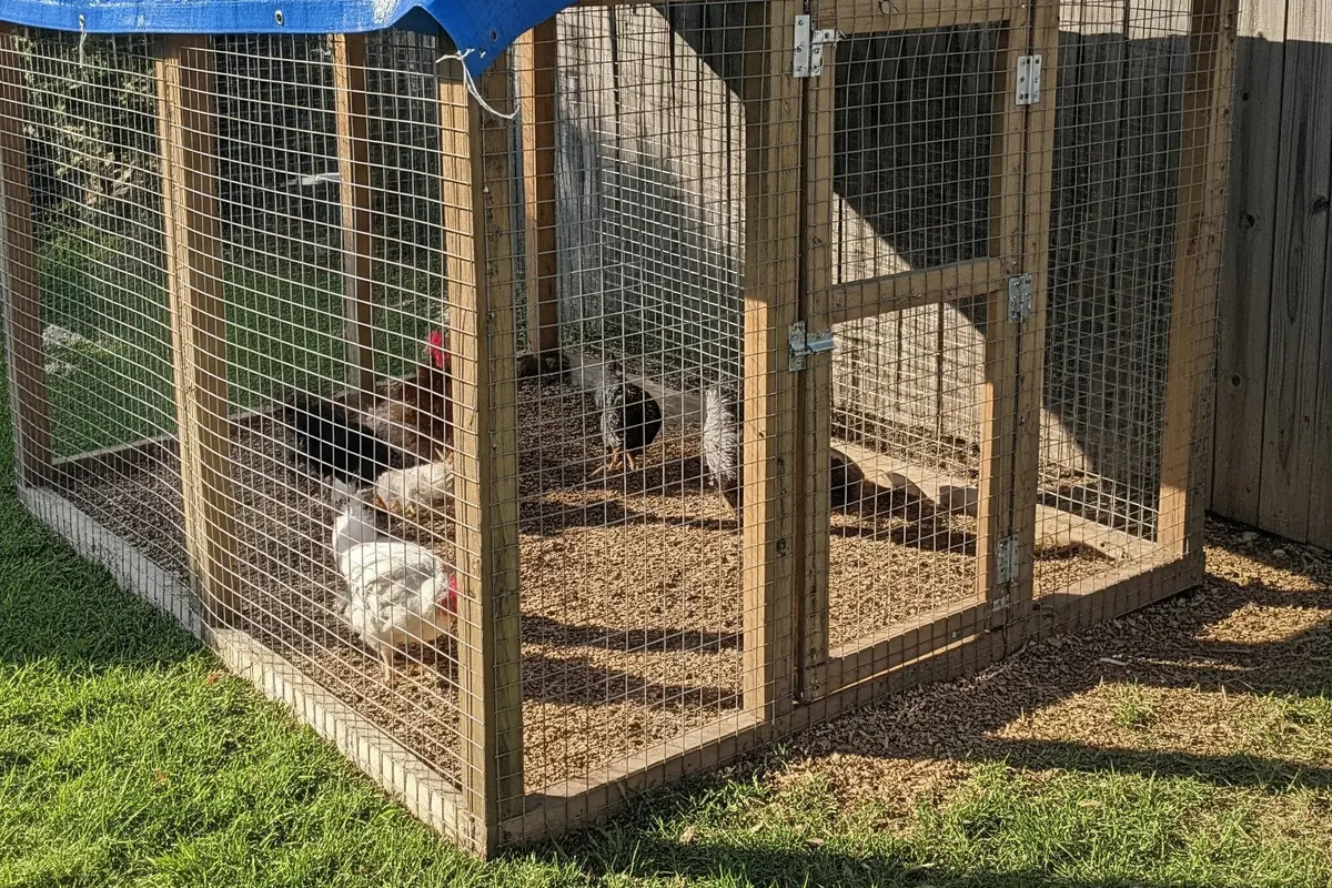Model Kandang Ayam Ramah Lingkungan dari Bahan Daur Ulang