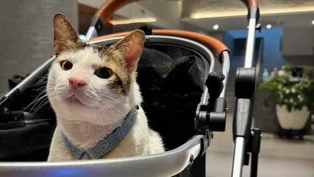 7 Potret Lucu dan Gemas Bobby Kertanegara Kucing Kesayangan Prabowo Ikut Pelantikan Presiden