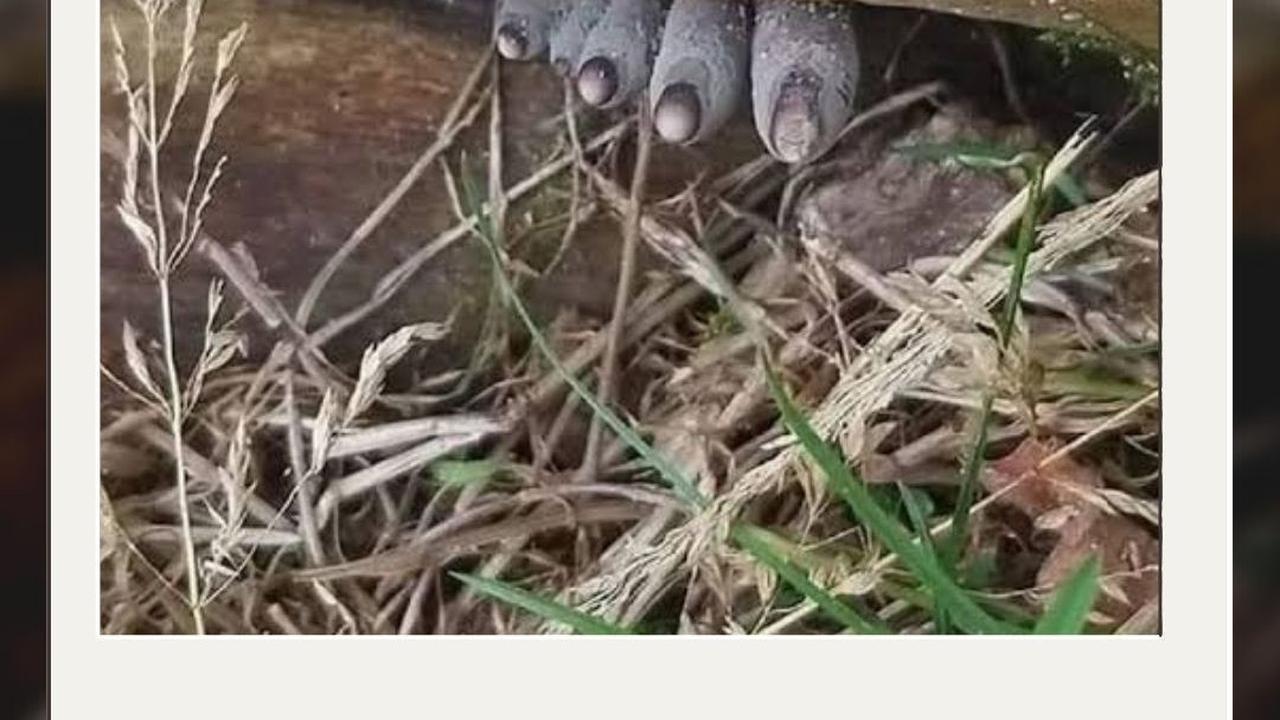 5 Fakta Xylaria polymorpha, Jamur Hutan yang Bentuknya Seperti Jari Mayat Busuk