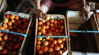Pedagang memilah tomat di pasar induk Kramat Jati, Jakarta, Jumat (26/4). Kementerian Perdagangan siap menjaga harga dan ketersediaan barang kebutuhan pokok menjelang Puasa dan Lebaran 2019. (Liputan6.com/Herman Zakharia)