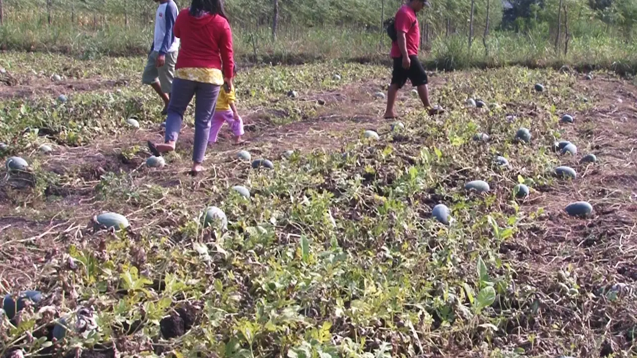Pengjung Memilih semangka di Kebun
