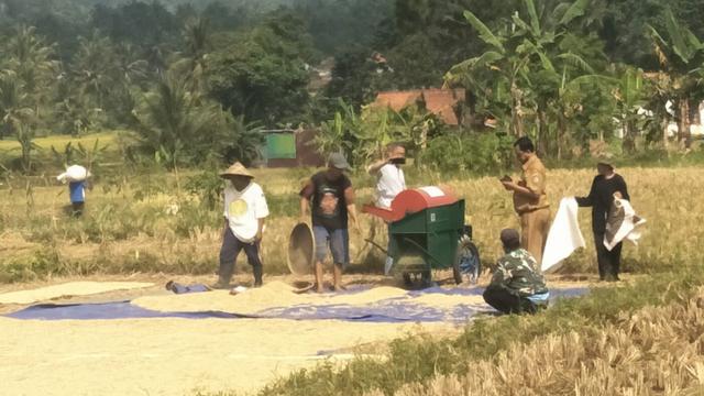Produktivitas Padi Petani Ciamis Meningkat Berkat Program OPIP Kementan
