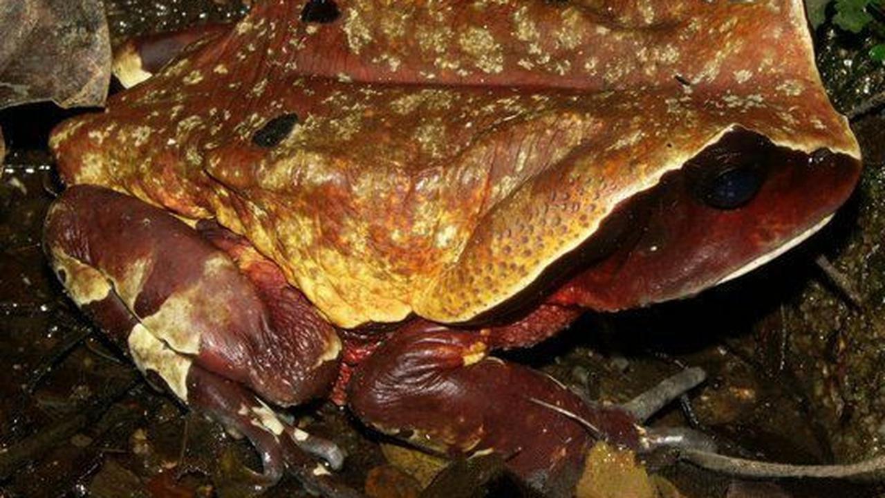 Menariknya, pada 2019 para ilmuwan menemukan bukti bahwa katak raksasa Kongo (Amietophrynus superciliaris) meniru penampilan dan suara ular berbisa untuk menghindari dimangsa oleh hewan lain.