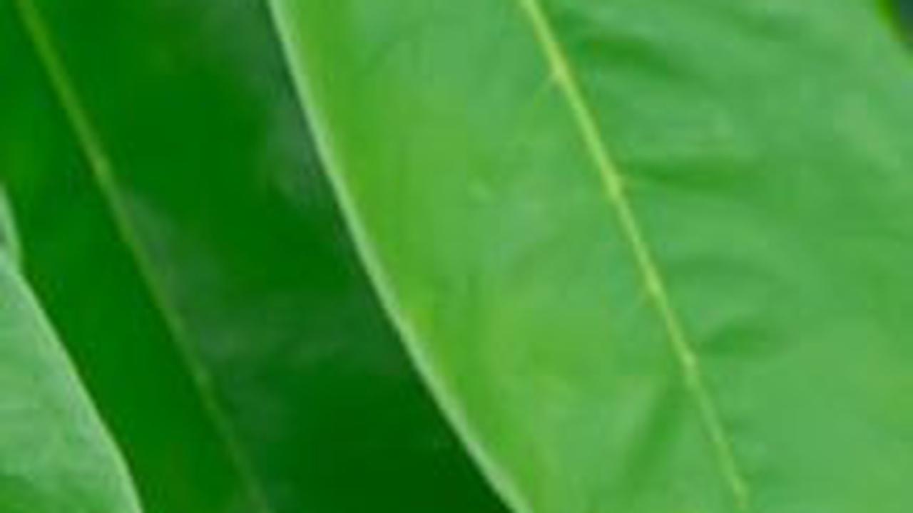 Air rebusan daun sirsak memiliki banyak manfaat untuk kesehatan. Beberapa manfaatnya antara lain menurunkan gula darah, mengatasi asam urat, kolesterol tinggi, dan terapi untuk kanker.