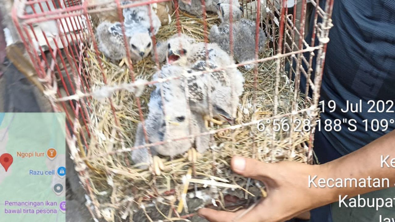 Satwa Langka dijual di Tiktok
