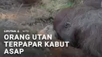 Tidak hanya kepada manusia, dampak buruk kebakaran hutan yang melanda Kalimatan turut dirasakan satwa. Satu individu orang utan ditermukan lemas tak sadarkan diri, diduga terpapar kabut asap.