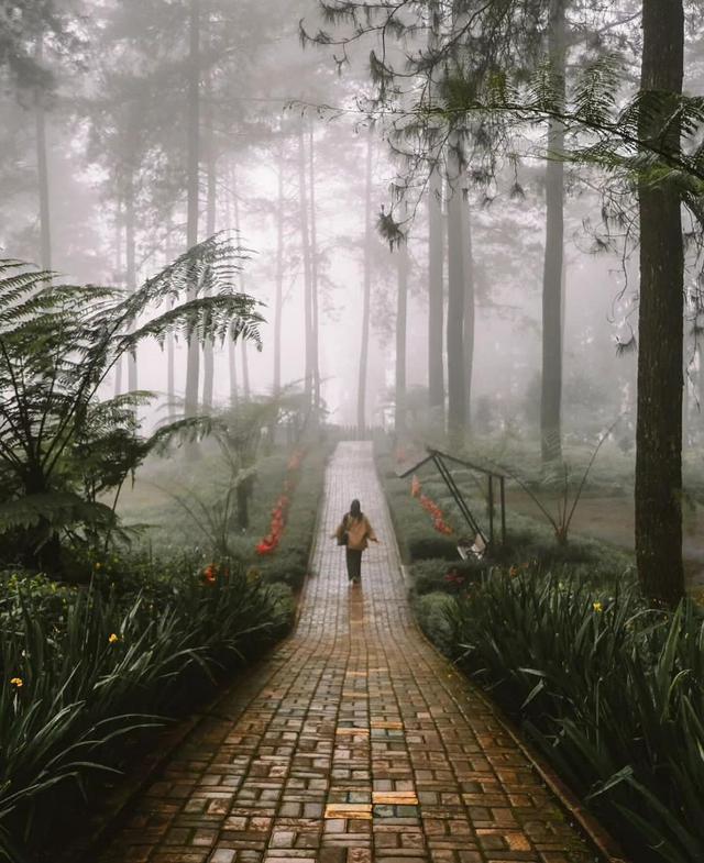 Hutan Pinus Limpakuwus, Pelarian Alam di Banyumas