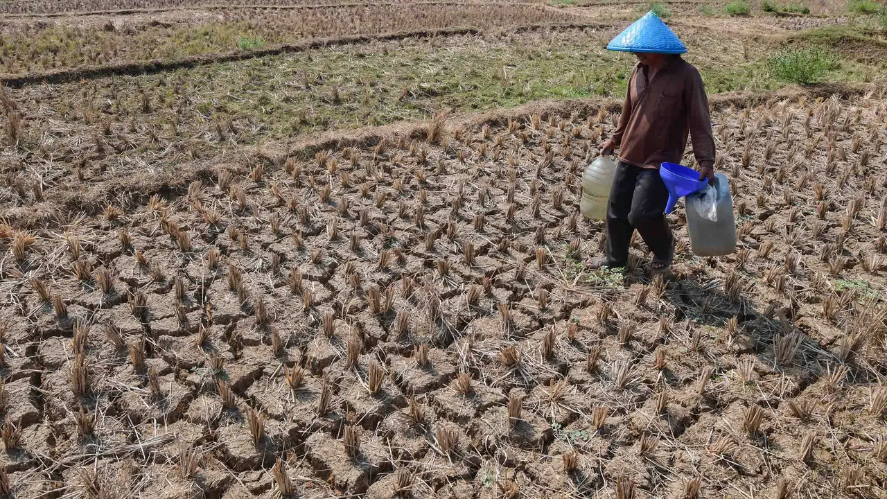 Warga Terpaksa Ambil Air dari Kubangan Bekas Sawah
