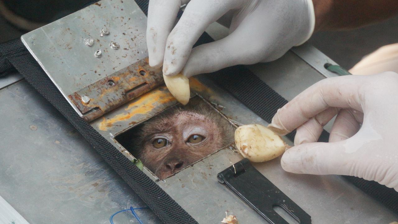 Lepas liar monyet ekor panjang di Bandung