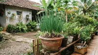 10 Cara Menanam Daun Bawang Welsh dari Rumpun di Pot Terpisah, Pemula Bisa Panen
