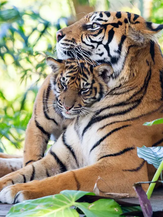Gambar yang dirilis pada 29 Juli 2019 menunjukkan harimau Sumatera, Kartika dengan satu dari tiga anaknya yang berumur tujuh bulan, di Kebun Binatang Taronga, Sydney. Kerusakan habitat dan perburuan merupakan alasan utama langkanya harimau Sumatera ini. (RICK STEVENS/ARONGA ZOO/AFP)