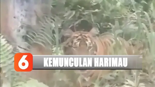 Belum diketahui apakah harimau ini muncul karena kekurangan makanan di habitatnya di Taman Nasional Zamrud.