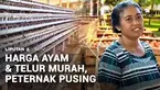 Semakin murahnya harga telur dan ayam potong di pasaran bikin pusing para peternak. Pasalnya, ketika harga jual ayam dan telur anjlok, biaya operasional masih tinggi.