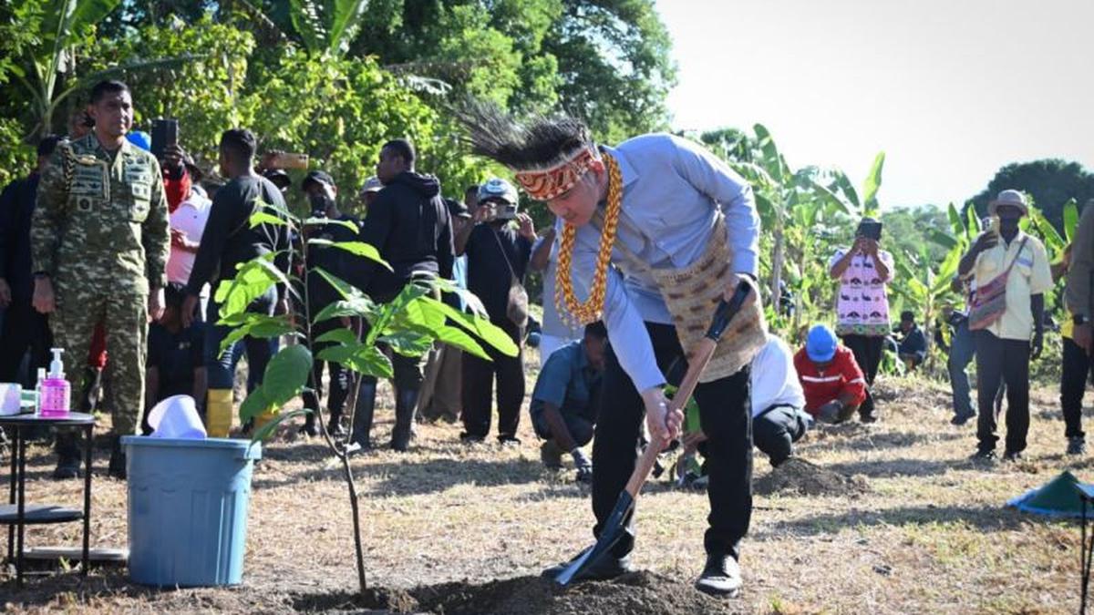 Gibran Tanam Kakao di Papua Barat, Percepat Rehabilitasi Perkebunan Nasional