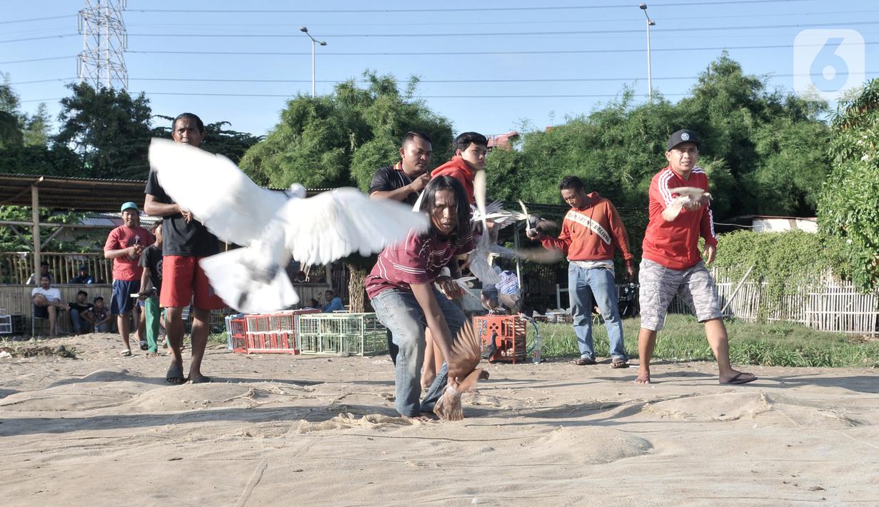 Foto Melatih Burung Merpati Kolongan News Liputan6 Com